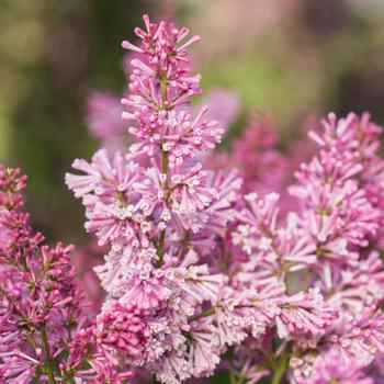 Lilac-Pinktini - G3