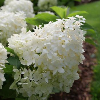 Puffer Fish Hydrangea 3 Gallon