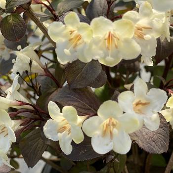 Weigela-Wine & Spirits - G3