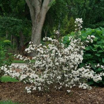Weigela-Wine & Spirits - G3