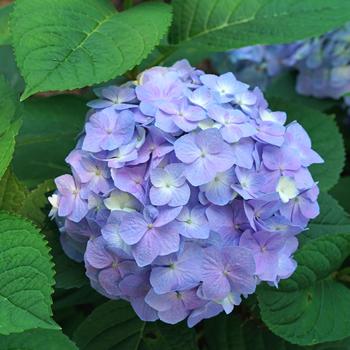 Sky View Hydrangea 3 Gallon