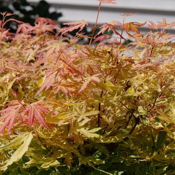 Maple-J. Metamorphosa - G3