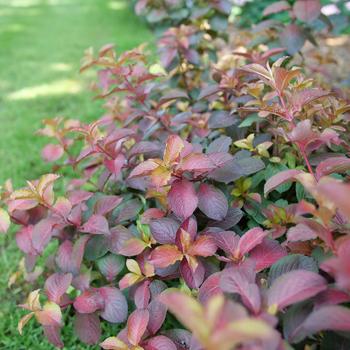 Weigela-Midnight Sun - G3
