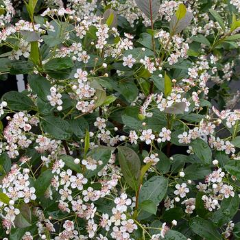 Low Scape Snowfire Chokeberry 3 Gallon
