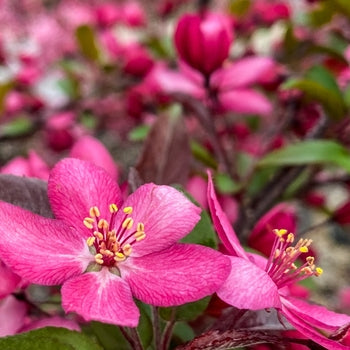 Crabapple-Royal Raindrop - G7