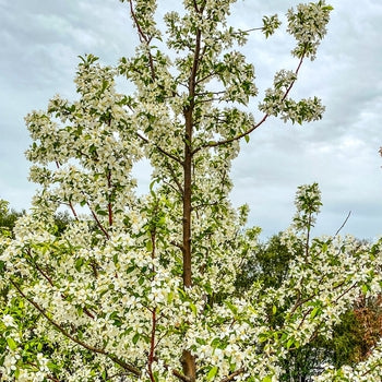 Crabapple-Spring Snow - 2"