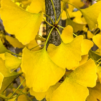 Ginkgo-Menhir - 4-5'