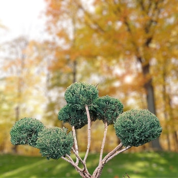 Pom Pon Juniper G15