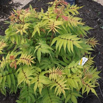 Spirea-Cherry On Top - G2