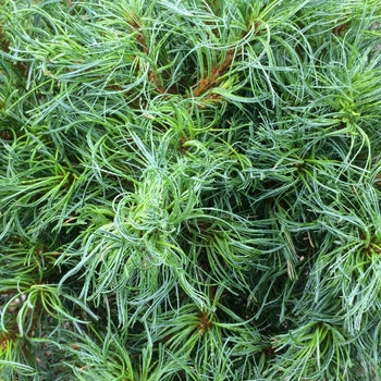 Pine-Mini Twists - G6