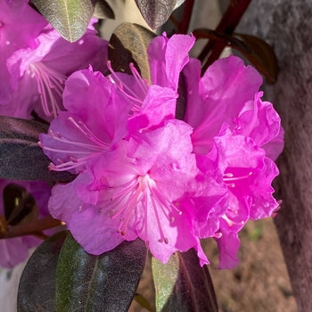PJM Elite Rhododendron 3 Gallon