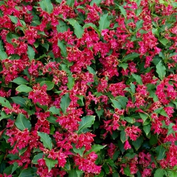 Weigela-Red Prince - G2