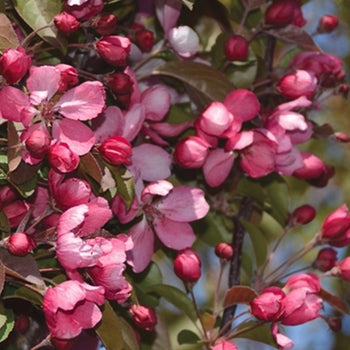 Crabapple-Rejoice - 2"