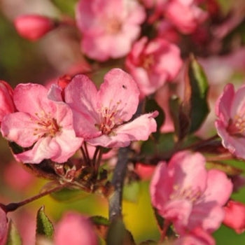 Crabapple-Royal Gem - G10