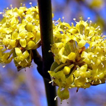 Golden Glory Dogwood 5-6'/b&b