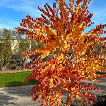 Katsura Tree - G7
