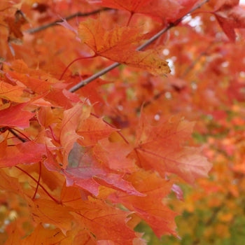 Maple-Pacific Sunset - 2"