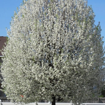 Pear-Cleveland Select - 2.5"