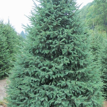 Black Hills Spruce 6-7'