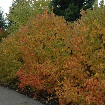 Viburnum-Autumn Jazz - G5