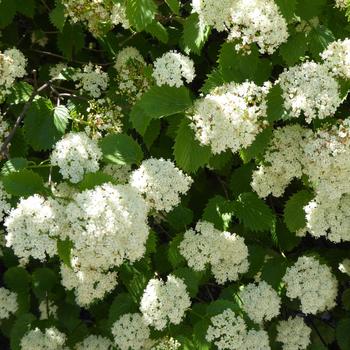 Viburnum-Autumn Jazz - G5