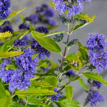 Beekeeper Caryopteris 2 Gallon