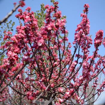 Crabapple-Coralburst - G7