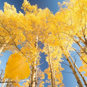 Aspen-Summer Shimmer - G7