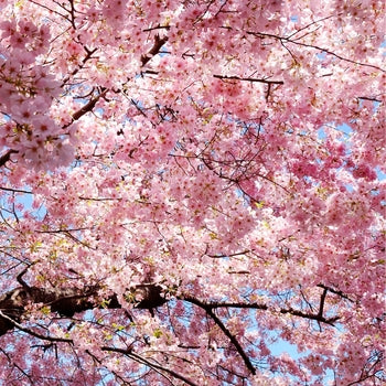 Cherry-Pink Flair - G7