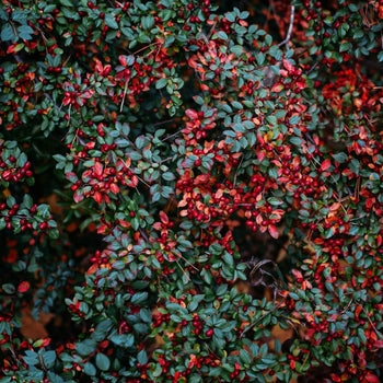 Hedge Cotoneaster 3 Gallon