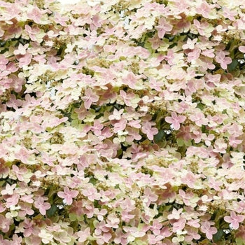 Early Evolution Hydrangea 3 Gallon