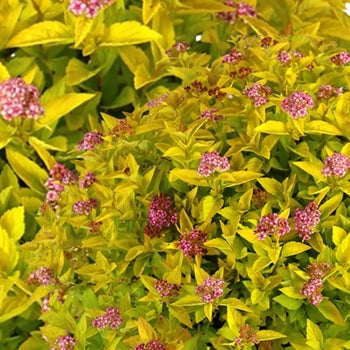 Spirea-Pineapple Poprocks - G2