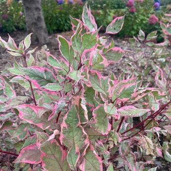 Sargent Pepper Dogwood 2 Gallon