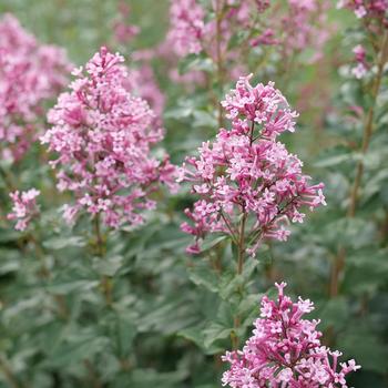 Lilac-Bl. Ballet - G3