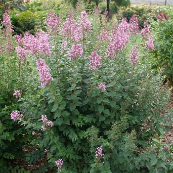 Lilac-Bl. Ballet - G3