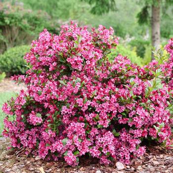 Weigela-Sonic Bloom Punch - G3