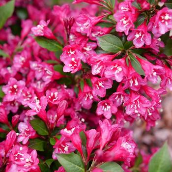 Weigela-Sonic Bloom Punch - G3