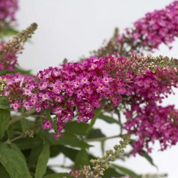 Dapper Pink Butterfly Bush 3 Gallon