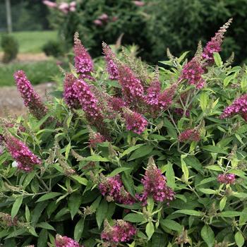 Dapper Pink Butterfly Bush 3 Gallon