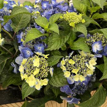 Pop Star Hydrangea 5 Gallon