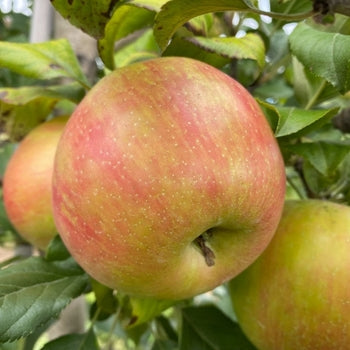 Honeycrisp Apple Tree 5 Gallon