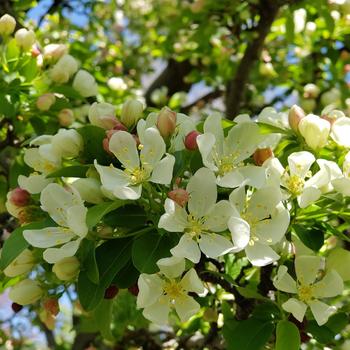 Crabapple-Sugar Tyme - G7