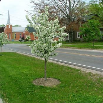 Crabapple-Sugar Tyme - G7