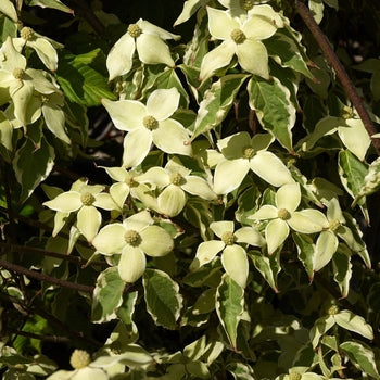 Dogwood-Samaritan - G7