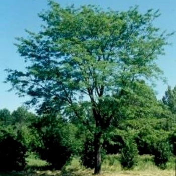 Locust-N. Acclaim - 2"