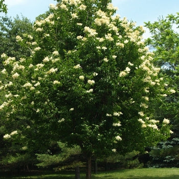 Lilac-Tree Great Wall - 2"