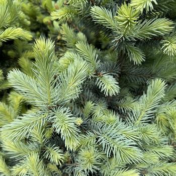 Baby Blue Spruce 5-6'