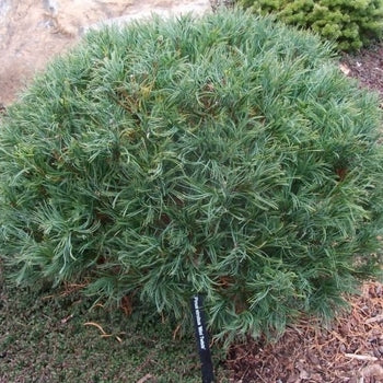 Pine-Mini Twists - G6