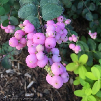 Sweet Sensation Coralberry 3 Gallon