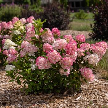 Spring Sizzle Hydrangea 2 Gallon